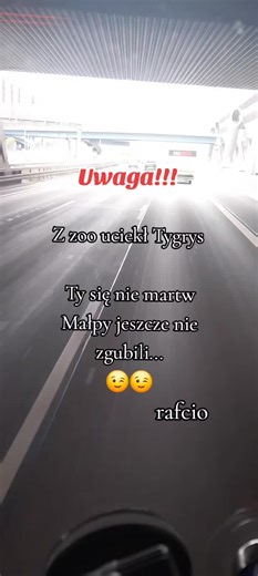 Tygrys z zoo uciekł - humor kierowcy zawodowego