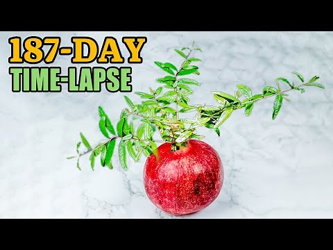 Growing Pomegranate Tree From Seed (187 Days Time Lapse)