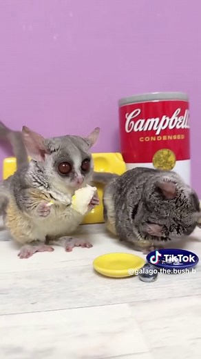 Discover the Agile Galago: Africa's Nocturnal Primate