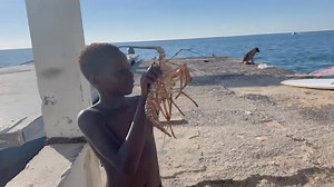 Our children catch lobster with a stick and wire in the lagoon. Barbuda ! ❤️💛💚💙♠️ | Barbuda