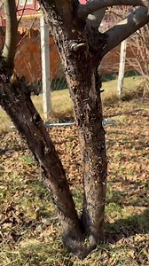 1.2M views · 1.6K reactions | Prevent Tree Splitting Trick  | Genius Inventions | Facebook