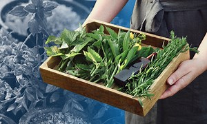4 PH herbs for gout, pain relief pass clinical trials