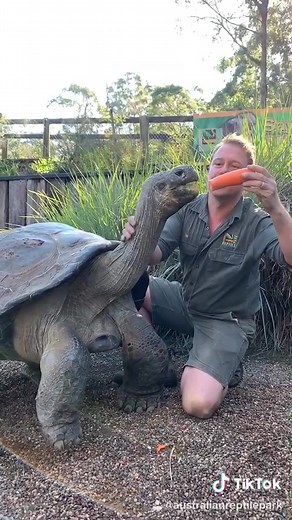 Giant Galapagos Tortoise: A Fascinating Creature