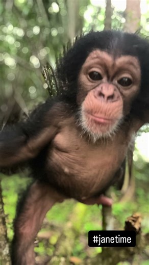 Chimpanzees are not pets and should not be intentionally forced to live with humans