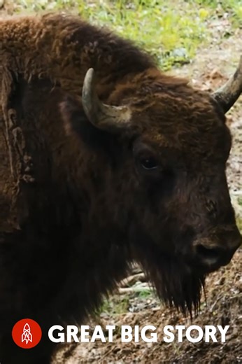Rewilding Europe, Reviving the Majestic Bison