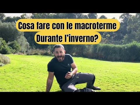 Bermudagrass - Cynodon dactylon macroterma - My winter tips