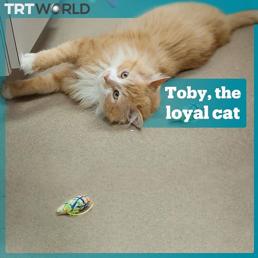 37K views · 1K reactions | This is Toby, the cat who walked about 20 kilometres to go back home after his family had given him away. | TRT World | Facebook