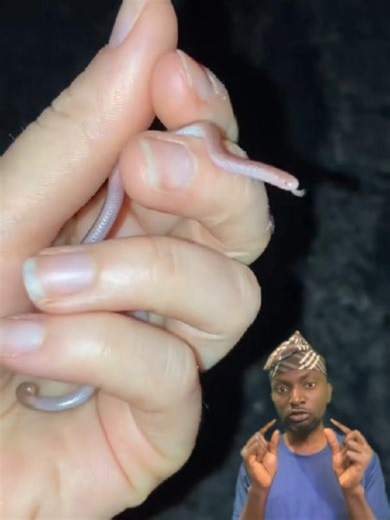 Blind snake ati Calabar ground python | snakes