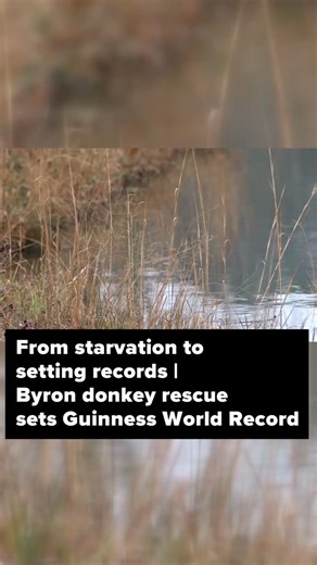 13WMAZ | Hope, a 15-year-old American Mammoth Jackstock donkey at Byron's Frost Farm, has set the Guinness World Record for longest ears on a living... | Instagram