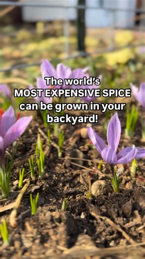 Think you can’t grow saffron? Let’s clear this up. • Do I need experience? No. If you can water a plant, you can grow saffron. • Do I need a garden? No. It grows in the ground or containers. • Is it hard? No. Plant once. Water lightly. Let it grow. • Does it grow where I live? Yes. Saffron grows in zones 4–10 (most of the U.S.). • Is it expensive or complicated? No. One simple planting gives you the world’s most expensive spice. • Do I need special tools or soil? No. Regular soil, sunshine, and 
