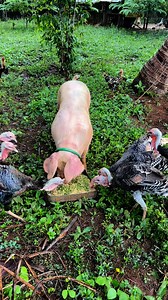 1.3M views · 24K reactions | Lakas Kumain ng Baboy ng Damo #pig #farming #farmlife #buhayprobinsya | Farming Business Atbp | Facebook