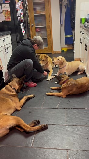 Beta dog training on TikTok