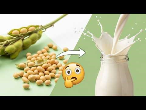 Inside the Mega Factory: Satisfying Soy Milk Production from Beans to Bottle