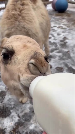 🐫🥨🤎Animals really do make the cutest (and loudest 😂) eating sounds, and Ozzy is no exception.🥨🐫 | The Pretzel Hut