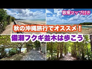 【秋の沖縄旅行にオススメ】 散策マップ付き！備瀬フクギ並木は歩こう！「沖縄旅行情報」