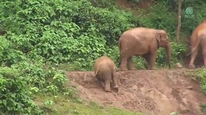 This baby Elephant is struggling to get up the slippery riverbank but is helped up by elder members of the herd. #BeKindToElephants 🐘 💕. Video Credit: Save Elephant Foundation. | Protect All WildLife
