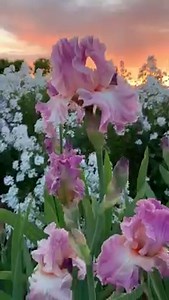 The cutting garden is so beautiful right now. This Iris is called Candy Coating and it's from Schreiner's. We're working on a free Iris guide featuring 30 of my favorites and it should be done soon. If you want to receive the guide when it's complete, here you go: http://floretflowerfarm.com/iris-guide-fb | Floret Flower Farm