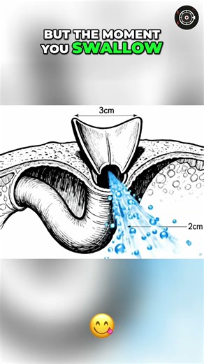 Epiglottis: The Body's Amazing Swallowing Security Guard! #shorts