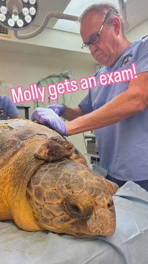 Molly update! Molly, an adult loggerhead convalescing at The Turtle Hospital received a thorough exam and wound care with Dr. Terry this week! Molly is recovering well from her tumor removal surgery and barnacle removal. Her blood levels continue to be critically low. Molly has a good appetite and we are cautiously optimistic her blood levels will improve with time. Please keep prayers and healing energies coming for the marvelous Miss Molly 🐢❤️‍🩹🙏🌟. Thank you for your incredible support. #c