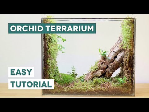 Building a beautiful orchidarium setup for miniature orchids!