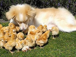 1K views · 101 reactions | A dog and these 27 adorable orphaned chicks have become good friends. THE STORY IS IN THE FIRST COMMENT ❤❤殺 https://majestic-animals.su/22-04-a-dog-and-these-27-adorable-orphaned-chicks-have-become-good-friends/ | Majestic Animals | Facebook