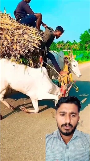 दो बैलों के साथ हुआ बहुत बुरा😱🥹 #cow #bull #trending #animals#shorts #youtubeshorts