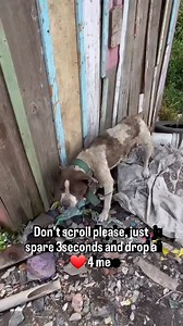 382 reactions · 74 comments | Meet Helena! Rescued from severe abuse, now spayed, vaccinated, and trained  She’s calm, loving, and ready for her forever home.  ⚠️ Best as the only pet. #England#London #Manchester #Liverpool #Newcastle #Bristol #LosAngeles #Chicago #Houston #Miami #SanFrancisco #germany #Berlin #Munich #Hamburg #fyp #trending #Washington #Boston #Atlanta #Seattle #dogs #rescue #donate | Anabella Rescue | Facebook