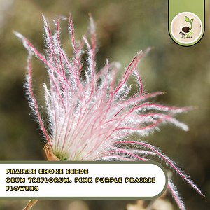 Prairie Smoke Seeds – Geum Triflorum, Pink Purple Prairie Flowers - Etsy