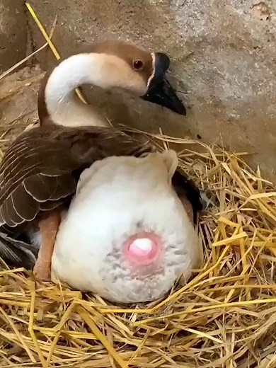 Understanding Egg Laying Behavior in Ducks