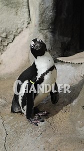 4.2K views · 330 reactions | Happy World Penguin Day!  Introducing the stars of our African penguin colony. | Tulsa Zoo | Facebook