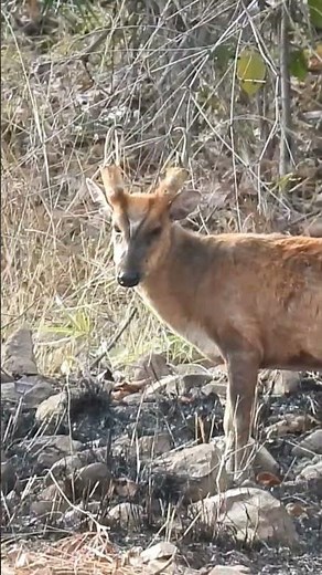 Barking deer (because its alarm call sounds like a dog’s bark) video by (Birdman Sumedh)