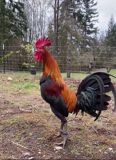 Brown Red Game Fowl for Sale - Inquiries Welcome