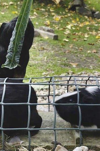 You Won't Believe How This Guinea Pig Eats!