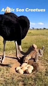 903K views · 19K reactions | Can the ostrich fight off the leopard and save its eggs? 讀 #followerseveryone #viral | Arctic Sea Creatues | Facebook