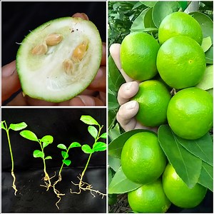 12K views · 109 reactions | How to grow lemon tree from seed || Amazing method for home planting | DIY IndoorGarden | Facebook