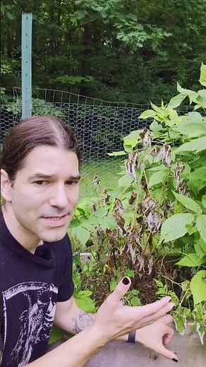 Saving My Raspberries From Cane Blight