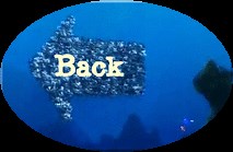 Social Studies Process