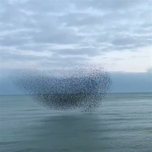 A behavior known as murmuration exhibited by starlings near Brighton's West Pier in Sussex, UK.