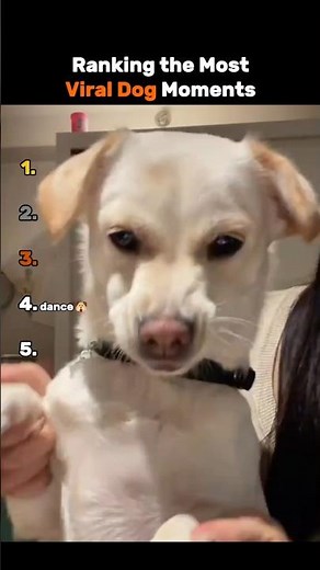 Ranking The Most Viral Dog Moments #dog #viraldog