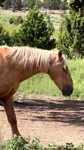 15K views · 9.1K reactions | Oh these two make me smile  Sarge was...