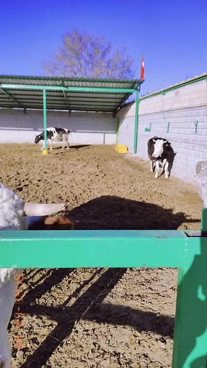 Life on the Farm: Cows Grazing and Playing