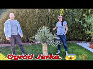 Cz .1 Piękny ogród na Kaszubach. Rośliny egzotyczne, trithrinax campestri, yucca filifera, itp.