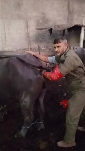 Pregnancy Diagnosis Test in Cow and Buffalo | Dr Muhammad Sattar Ahmad