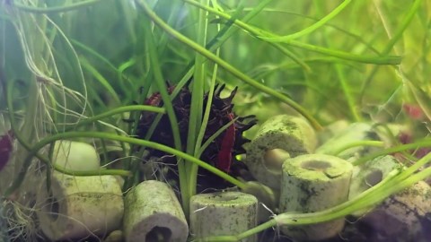 Sweet Gum Tree Seed Pods - Etsy