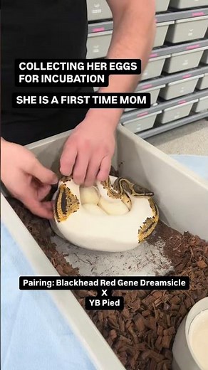 Collecting A MASSIVE Clutch Of Ball Python Eggs