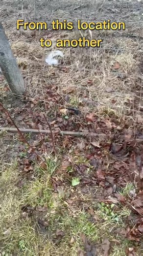 Relocating raspberry bushes ￼