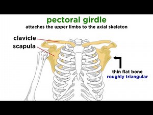 Pectoral Girdle : This consists of two bones, the Scapula and Clavicle