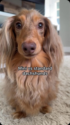 Roswell on Instagram: "What’s the difference between a mini dachshund and a standard dachshund? I’m asked daily if Roswell is a mini dachshund, and at about 12lbs, he’s technically neither miniature nor standard. I think we need to be a little less concerned with labels and love our doxies at any size 🥰 #dachshund #minidachshund #standarddachshund #dachshunds #sausagedog #miniaturedachshund #teckel #doxie #dachshundpuppy"