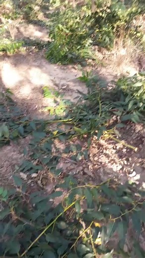 Videos de El Afro Paraguayo (@el.afro.paraguayo) con “sonido original - Ra Gallegos . Viajes & Planes”