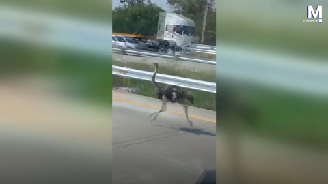 Runaway ostrich causes chaos racing alongside cars on busy Thai highway